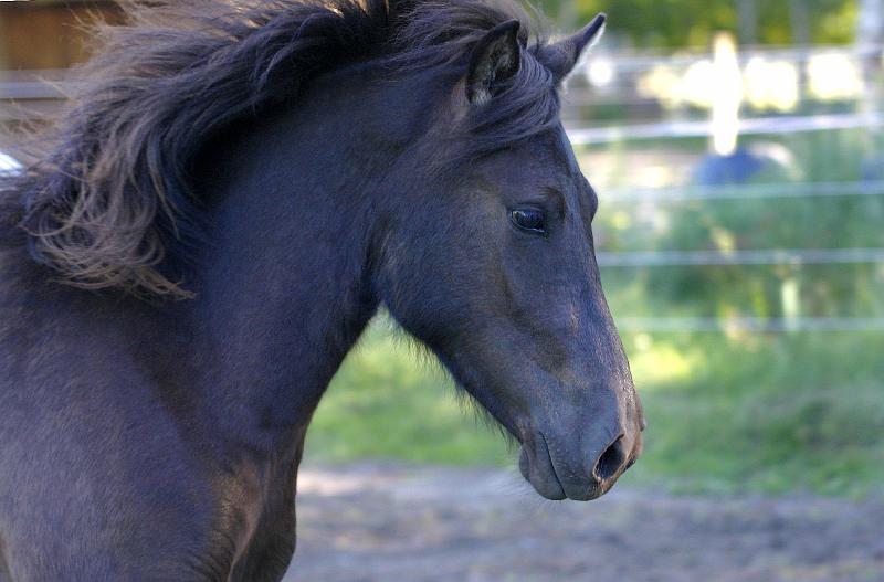Tyja fra Stora Hofi a.jpg